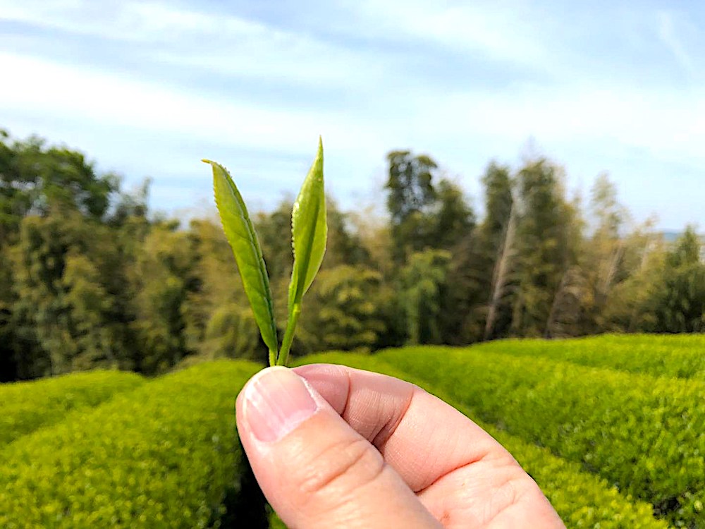 Discover the Miracle of Ashigara Tea Lab Ogikubo Garden, Nurtured by ...