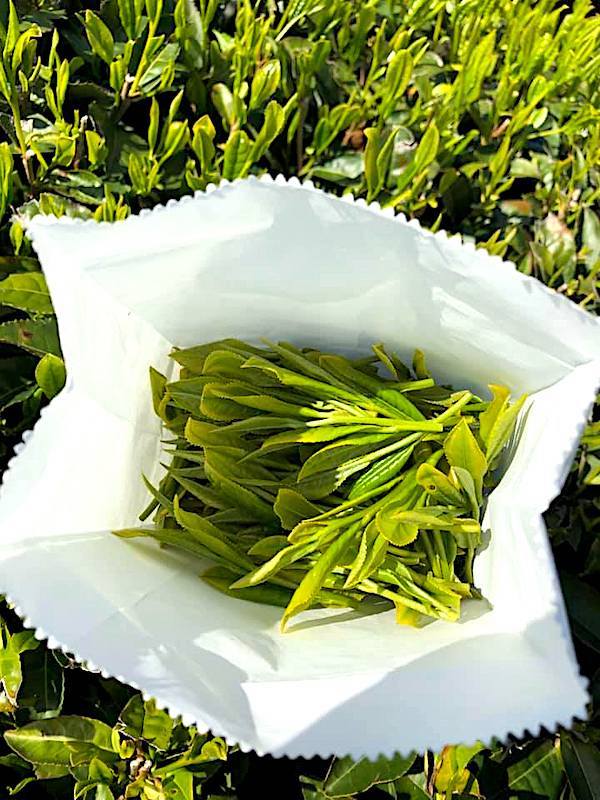 Discover the Miracle of Ashigara Tea Lab Ogikubo Garden, Nurtured by ...